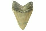 Fossil Megalodon Tooth - North Carolina #354474-1